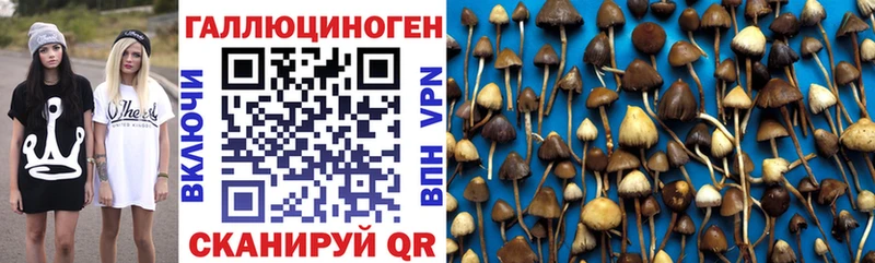 mega онион  купить   Заволжье  Псилоцибиновые грибы Psilocybine cubensis 